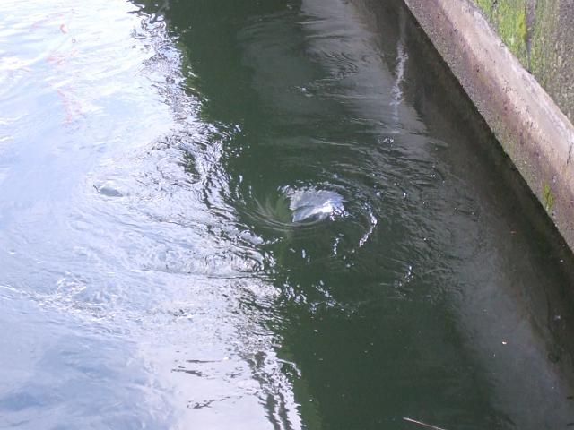 3-15-08 143 Lots of whirlpools were made from moving the water from one side of the lock to the other.